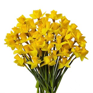 洋水仙进口种球花卉宿根盆栽阳台庭院多年生球根耐寒容易种植现货