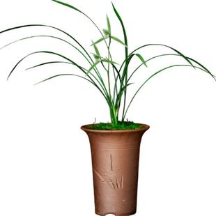 包邮 兰花苗客厅花卉阳台盆栽浓香老种兰花 春剑【都江红素】