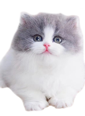 曼基康拿破仑纯种短毛侏儒矮脚猫