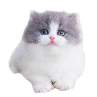 矮脚猫活体曼基康宠物猫咪家养矮脚猫乳色拿破仑猫纯种短毛侏儒h