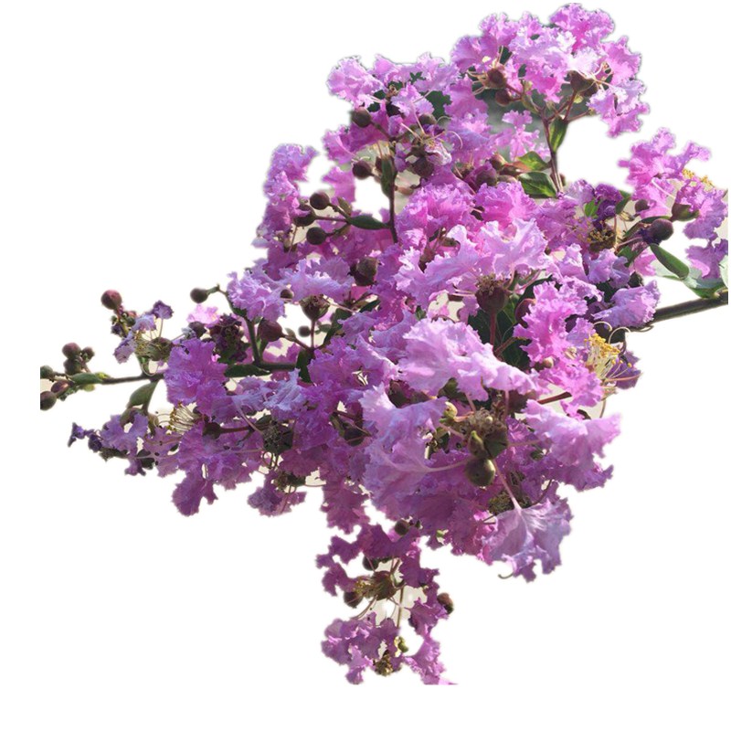 紫薇花耐寒抗旱夏季秋开花