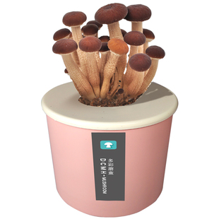 食用菌种蘑菇菌包蘑菇种植桶装平菇种植菌棒家庭种植蘑菇蘑盒趣味