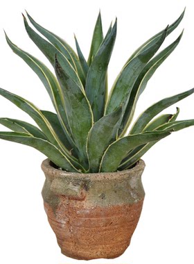 沙漠造景植物可露养耐热龙舌兰