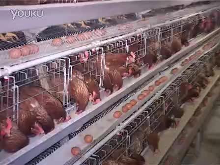 Egg Poultry Farming Cage In Keralabroiler Chicks Ratechicken Cage For Sale Buy Egg Poultry Farming Cage In Keralabroiler Chicks Ratechicken Cage