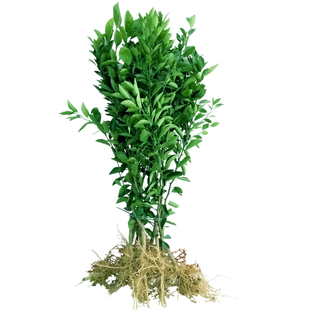 正宗肇庆四会无籽无核沙糖桔苗砂糖橘苗沙塘吉子树苗南方果苗包邮