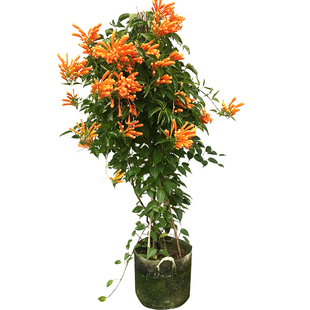 炮仗花苗 爬藤植物 四季常青 鞭炮花苗垂吊 攀援花卉庭院阳台围墙