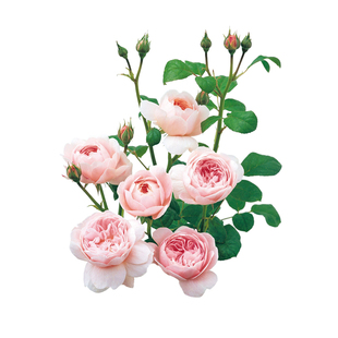 【斯基园艺】瑞典女王月季英国奥斯汀经典灌木盆栽扦插玫瑰小大苗