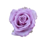 切花玫瑰 海洋之歌月季花苗大花阳台玫瑰盆栽花园植物花卉