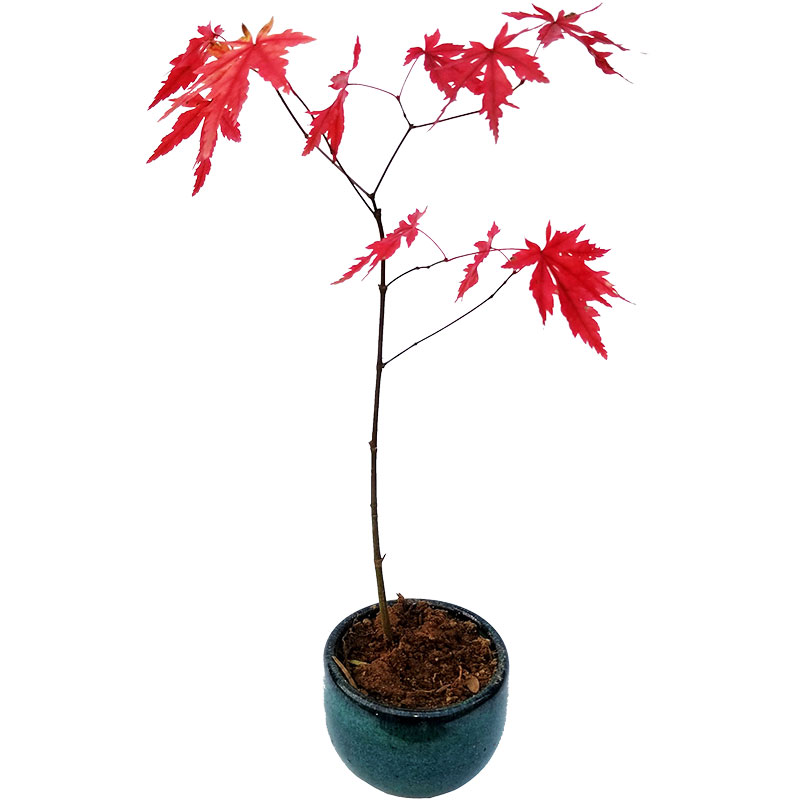 中国红枫中国红枫绿植红枫树苗