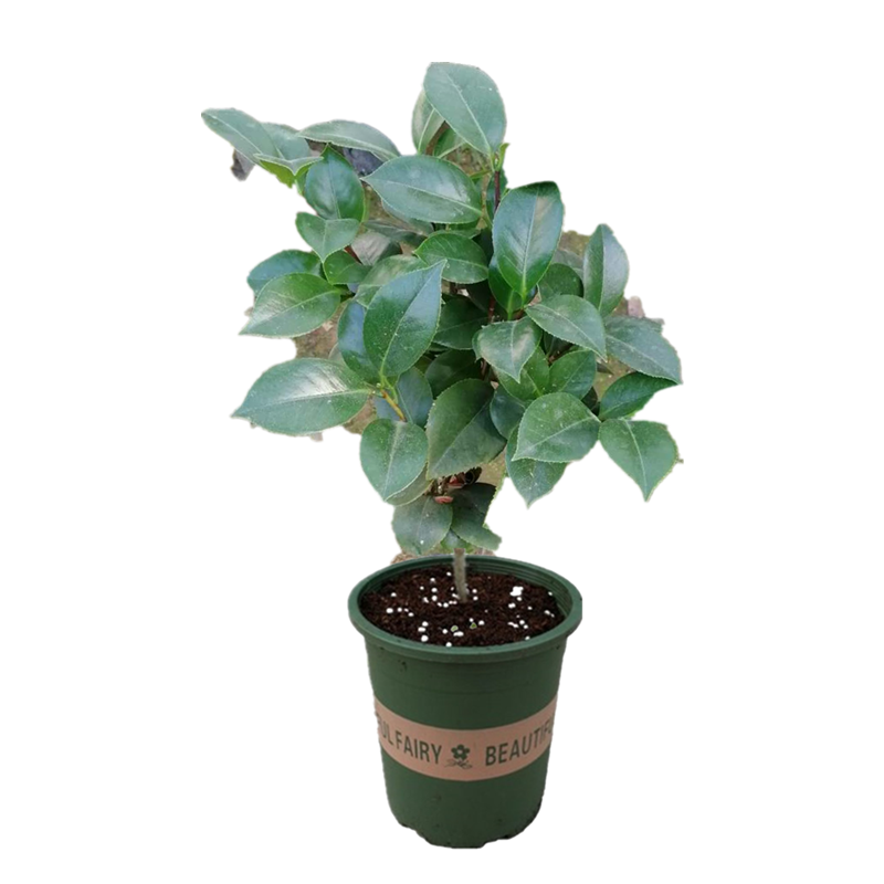 绿植茶花多色盆栽名贵树苗