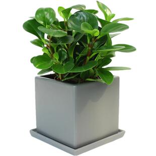 长寿花盆栽花期长耐干旱观花植物窗台阳台桌面办公室内花卉绿植