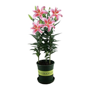 香水百合花苗室内盆栽成品大苗带花苞原盆原土发货当年开花植物