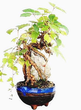爬山虎树苗爬藤植物五叶三叶地锦大苗庭院攀援盆栽红叶爬墙虎花卉