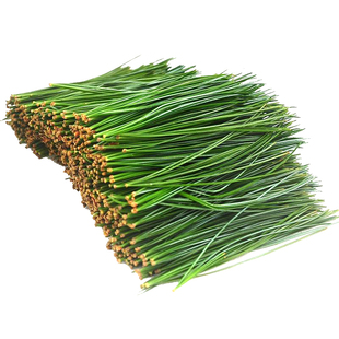 长白山野生松针新鲜松针红松针五针东北松针马尾松针酵素500g包邮