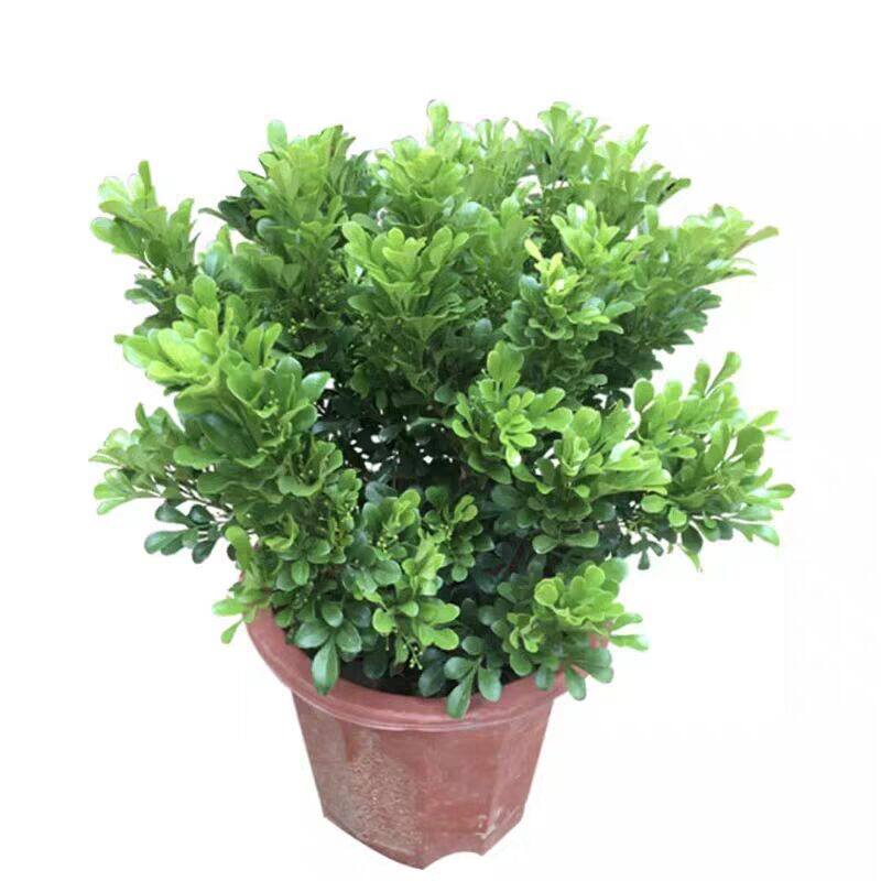 绿植庭院净化空气盆景花卉阳台