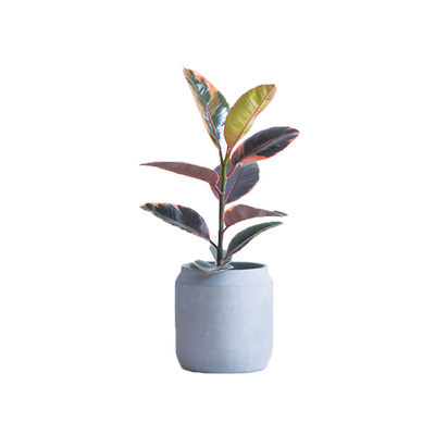 绿植绿植橡皮树欣赏室内