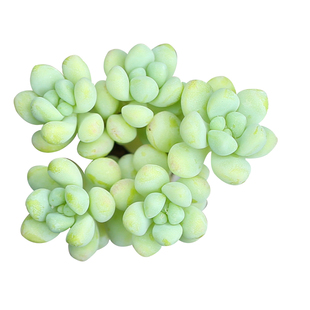 壹分皿多肉植物天使之泪景天科多肉 肉肉植物圆叶八千代绿植盆栽