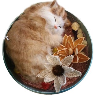 灵魂礼物 猫咪的晚安|暖心创意女朋友闺蜜文艺女生生日情人节礼