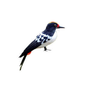 特卖仿真羽毛小鸟戴胜鸟类动物标本橱窗摆件教学科普宣教馆陈列