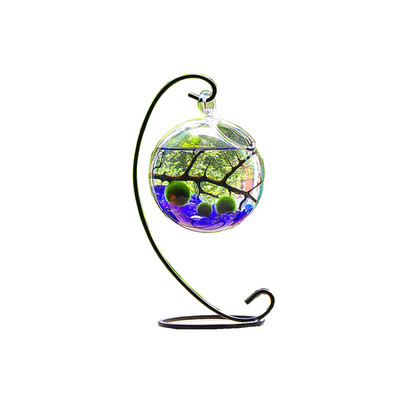 marimo微景观球藻办公室水培植物