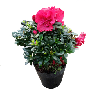 盆栽花卉比利时杜鹃花苗植物室内客厅阳台植物带花苞发货