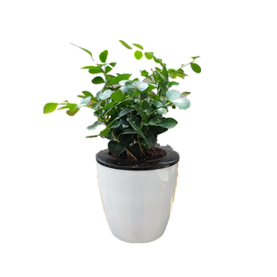九里香室内外可水培绿植盆栽七里香绿叶瑞香花开花浓香植物花卉
