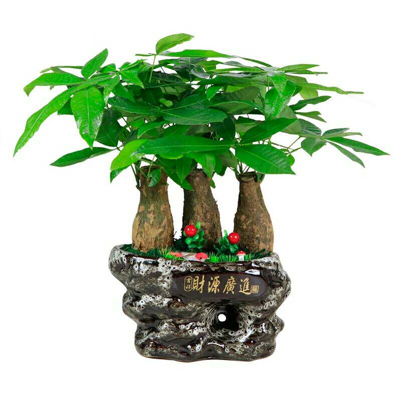 发财树武汉开业绿植高档盆栽客厅