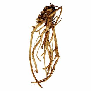 山西特产平顺潞党参原产地野生中小条黄芪正北芪绵芪片火促销包邮