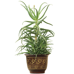 龙爪菊木立药用芦荟盆栽植物日本芦荟植物盆栽可食用药用芦荟叶片