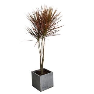 七彩铁马尾铁树苗剑叶龙铁三色龙血树千年木盆栽花卉绿植观叶植物