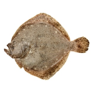 多宝鱼鲜活野生新鲜石斑鱼比目鱼花岗鱼江鱼海鱼半斤1条海鲜水产