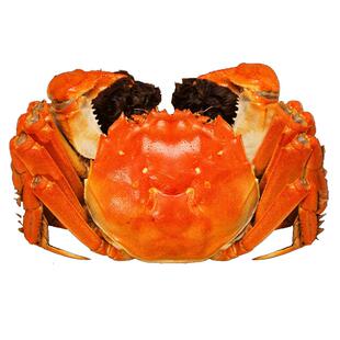 活蟹母蟹3.5-3.8两8只礼盒装军山湖大闸蟹南昌鲜活螃蟹江西特产