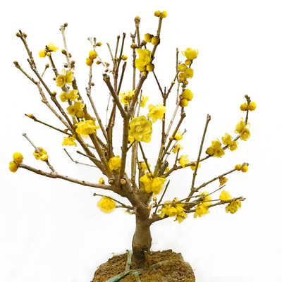 素心腊梅当年开花乌梅包邮树桩