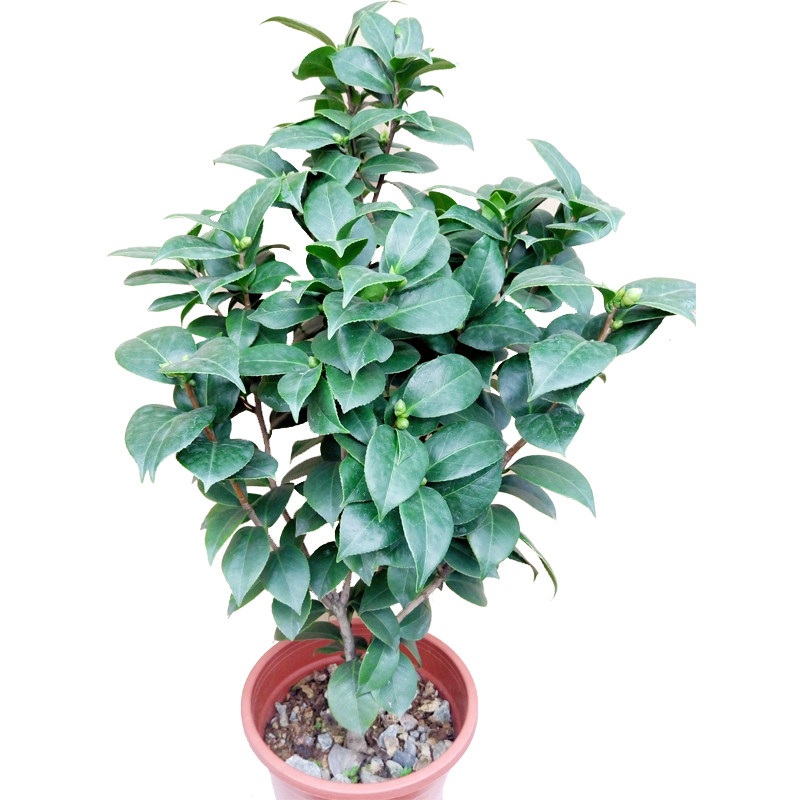 绿植十八学士茶花带原土盆栽包邮