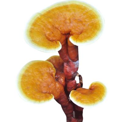 悦蘑菇娘菌包菌棒赤灵芝