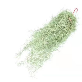 挂式创意空气凤梨老人须松萝组合办公室内挂墙懒人无土花卉绿植物