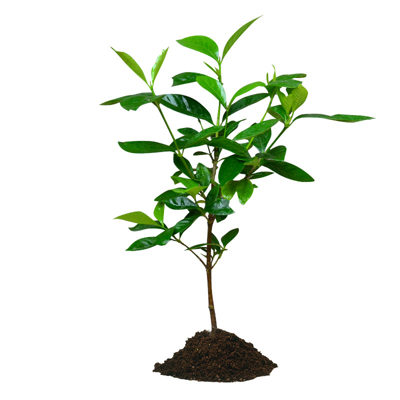 绿植庭院栀子花庭院园林绿化树苗