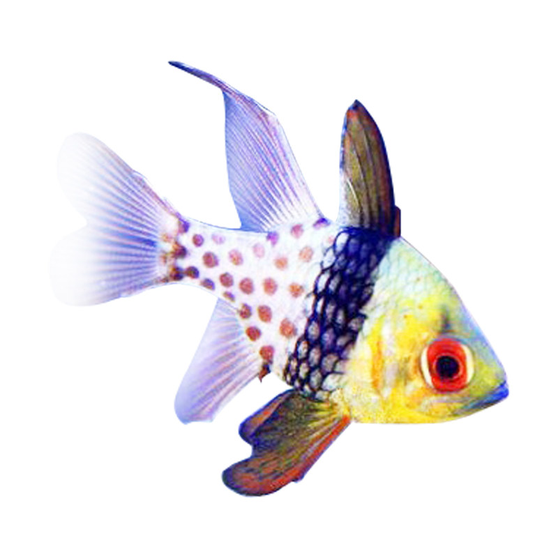 天使红眼玫瑰活体海水观赏鱼