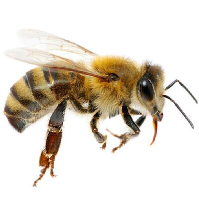 出售蜜蜂活体包邮带箱意蜂蜂王蜂群包邮寄大仔脾巢脾三脾约六千蜂