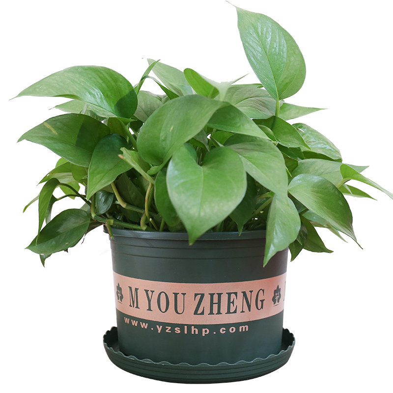 塑料花盆处理特价绿萝月季圆形大号加厚底座托盘清仓包邮加仑花盆