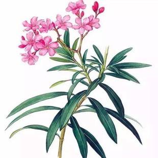 夹竹桃树苗盆栽绿化苗木庭院盆栽夹竹桃绿植地栽柳叶桃夹竹桃绿篱