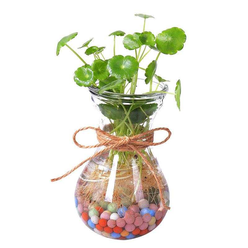 桌面植物铜钱草水培套餐水生水养花卉观叶观根金钱草绿萝包邮