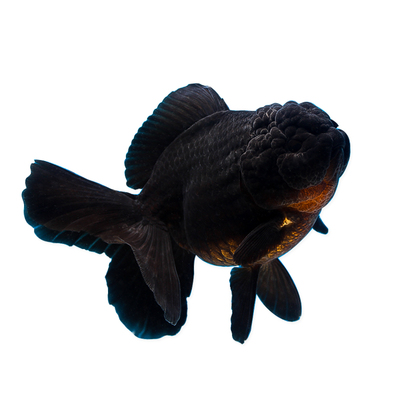 百褶裙兰寿直播观赏鱼