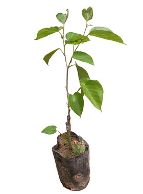 台湾水果盆栽地栽庭院种植桑葚苗