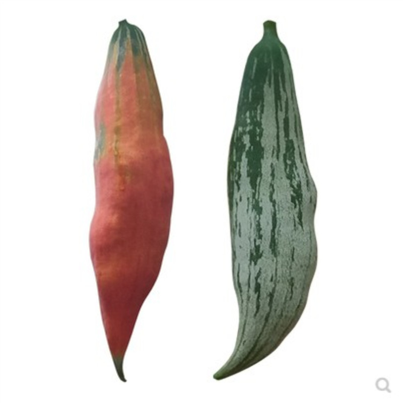 蔬菜食用四季爬藤日本种子