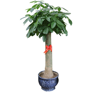 特大型单杆发财树盆栽 粗壮好养绿植室内植物盆景 送货上门发财王