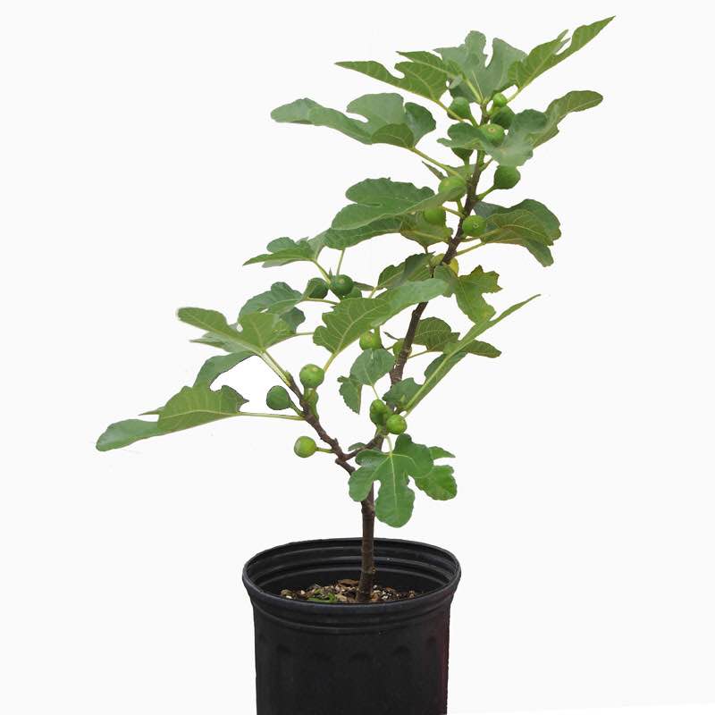 无花果树苗 盆栽南北方果树苗 盆栽苗原土发货当年结果【芭劳奈】