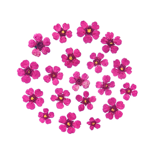 迷你押花套装小水仙勿忘草六倍利压花真花美甲滴胶饰品贴写真材料