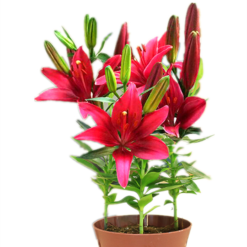 香水百合四季客厅易活花卉植物