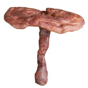 仿真云南野生蘑菇菌子模型青头鸡油羊肚菌牛肝菌松茸松露可定制